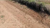 Tekirdag'da Çiftçilerin Korkulu Rüyasi Olan Çekirgeler Tarim Arazilerine Zarar Veriyor
