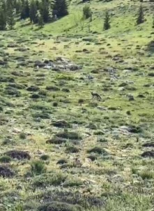 Tilkinin Yiyecek Arayisi