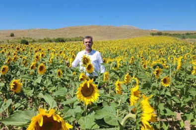 Yaglik Ayçiçek Afyonkarahisar'da Yayginlastiriliyor