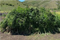 Ardahan'da Arazide Kendiliginden Yetisen 108 Bin 512 Kök Hint Keneviri Imha Edildi