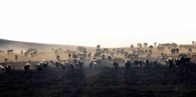 DAP'in Reçetesinin Basinda Hayvancilik Var