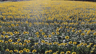 Edirne'de Ayçiçeginde Yüksek Rekolte Bekleniyor