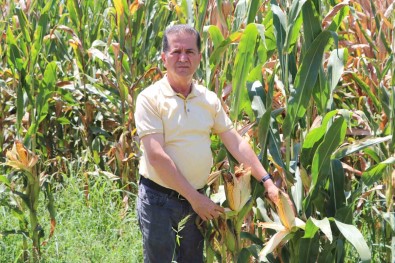 Misir Çiftçinin Yüzünü Güldürecek