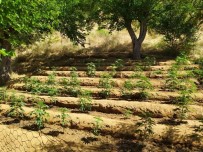 Bingöl'de 4 Bin Kök Kenevir Bitkisi Ele Geçirildi