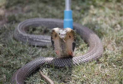 Hintli Kadin, Erkek Arkadasini Zehirli Kobra Ile Öldürdü