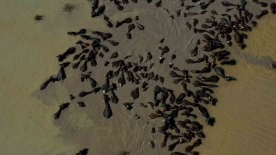 Tokat'ta Afrika'yi Aratmayan Görüntüler