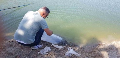 Buldan'da 50 Bin Balik Suya Birakildi