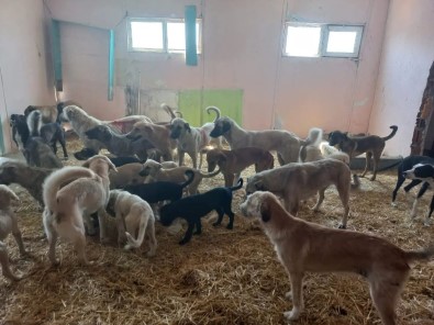 Ezine'de 950 Sokak Hayvani Kisirlastirildi