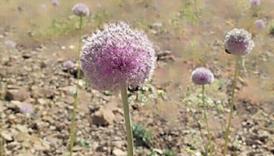 Tunceli'de yetkililer uyarıyor: Toplayanlara 244 bin lira ceza kesilecek