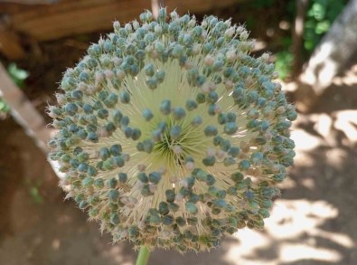 Tunceli Sarimsagini Toplayanlara 244 Bin Lira Ceza Kesilecek