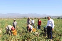 Aydin'da Domates Hasadi Basladi