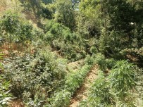 Bingöl'de 3 Bin 591 Kök Kenevir Ele Geçirildi