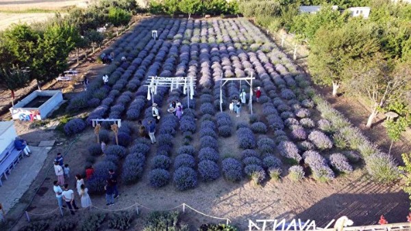 Bozkırın ortasında görenler hayran kalıyor: 'Burada tutmaz' diyenlere aldırış etmedi