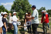 Turunçgillerde Biyolojik Mücadele
