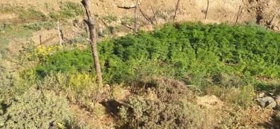 Bingöl'de 5 Bin Kök Kenevir Bitkisi Ele Geçirildi