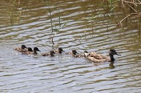 Hersek Lagünü'nde Üreyen Kus Türü Sayisinda Artis