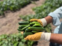 Tarladan Sofraya Cografi Isaretli Çubuk Tursusu'nun Hikayesi