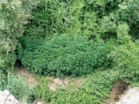 Bingöl'de 2 Bin 885 Kök Kenevir Ele Geçirildi