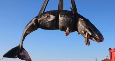 Kimse nedenini anlayamadı! Onlarcası sürü halinde kıyıya vurdu .