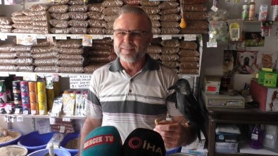 Tedavi Ettigi Karga 5 Yildir Yanindan Bir An Olsun Ayrilmiyor