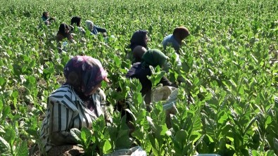 Tütün Hasadi Basladi