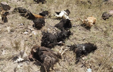 Yüksekova'da Basibos Köpekler 50 Tavugu Telef Etti
