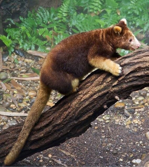 Nesli tükenme tehlikesinde! Eskişehir Sivrihisar’da görüntülendi .