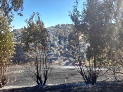 Aydin'da 1 Günde 5 Büyük Yangin Meydana Geldi