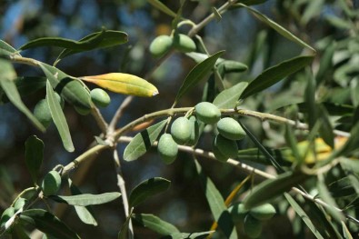 Iklim Degisikligi Zeytinyagini Da Vurdu