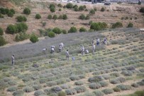 Merkezefendi'de Lavanta Hasadi Basladi