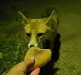 Tilkiyi Elleriyle Besledi