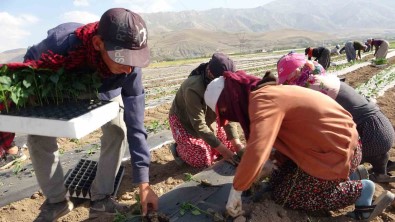 Van'da Mevsimlik Tarim Isçileri Bunaltici Sicaklara Ragmen Tarlalarda Çalismayi Sürdürüyor