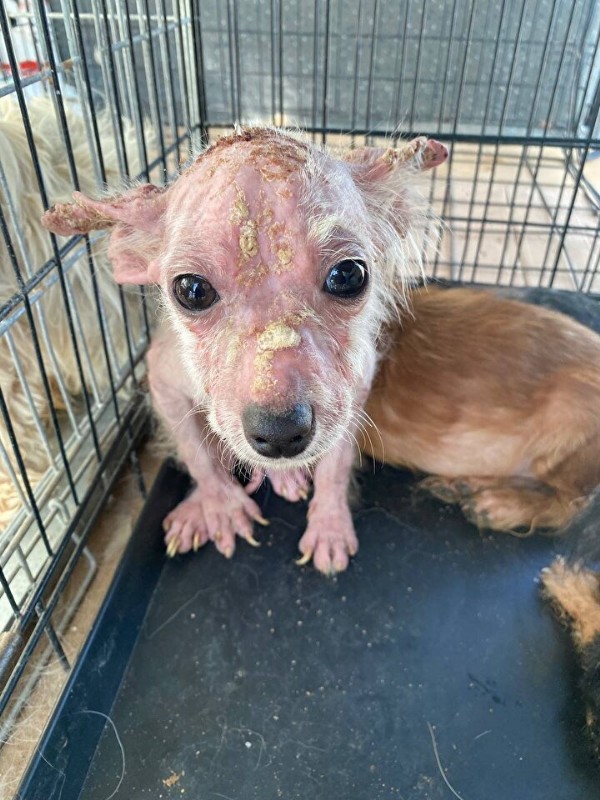 Bursa'da vicdanları sızlatan görüntü: 16 köpeği çiftliğe kapatıp ölüme terk ettiler