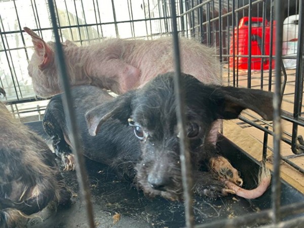 Bursa'da vicdanları sızlatan görüntü: 16 köpeği çiftliğe kapatıp ölüme terk ettiler