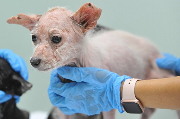Bursa'da vicdanları sızlatan görüntü: 16 köpeği çiftliğe kapatıp ölüme terk ettiler