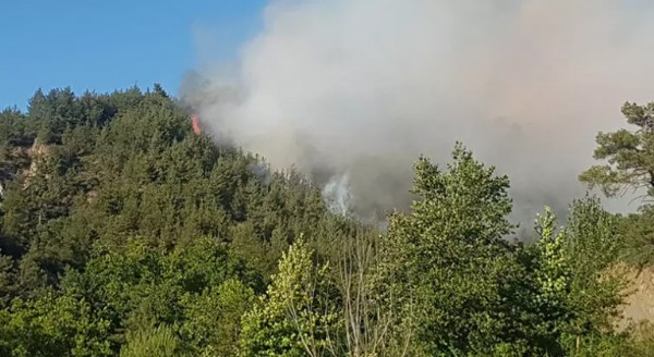 Sakarya’da orman yangını! Ekipler müdahale ediyor
