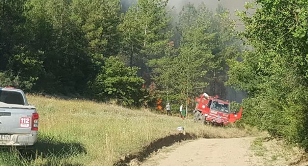 Sakarya’da orman yangını! Ekipler müdahale ediyor