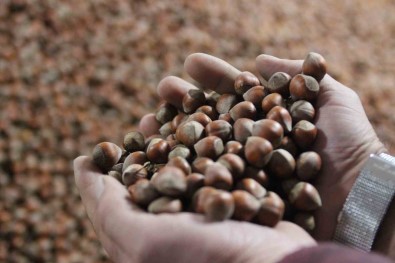 Kurban Bayrami Sonrasi Findik Fiyati Yükselise Geçti