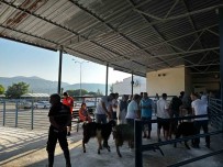 Mugla'da Kurban Kesim Oranlari Artti