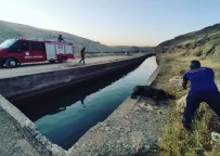 Nusaybin'de Sulama Kanalina Düsen Domuzu Itfaiye Ekipleri Kurtardi Haberi