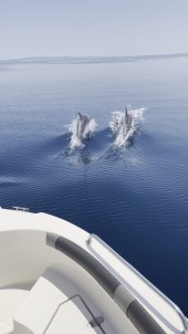 Saros Körfezi'nde Yunuslar Balikçi Teknesiyle Yaristi