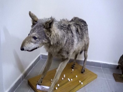 Türkiye'nin Canli Ve Minarel Türleri Bu Müzede Sergileniyor