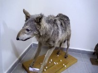 Türkiye'nin Canli Ve Minarel Türleri Bu Müzede Sergileniyor