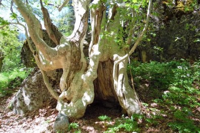 500 Yillik Çinar Agaci Görenleri Mest Ediyor