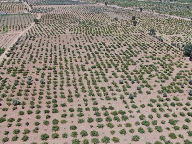 Deprem Ve Asiri Sicaklar Üzümdeki Rekolteyi Düsürdü