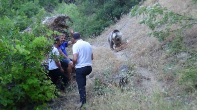 Tunceli'de Bozayi, Karnini Doyurmak Için Kamp Alanina Geliyor