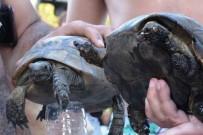 Bodrum'da Ali Kelle Ormani Kül Oldu