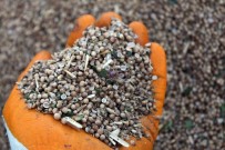 Ilk Defa Ekildi, Beklenenin Üzerinde Verim Alindi