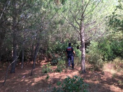 Ormanlik Alanda Mangal Yaktilar, Cezadan Kaçamadilar