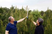 Genç Fidanlar Hizla Büyüyor